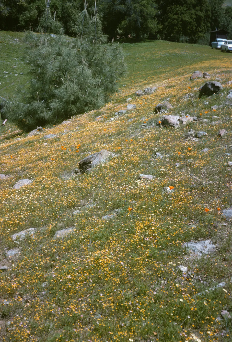 De la Guerra Springs, wildflowers