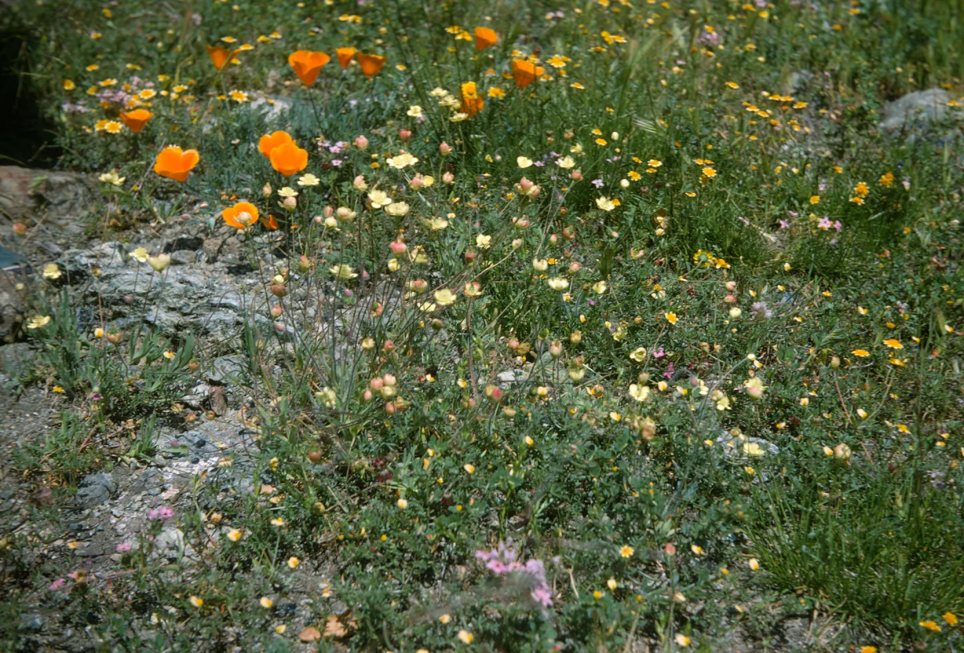 De la Guerra Springs, wildflowers