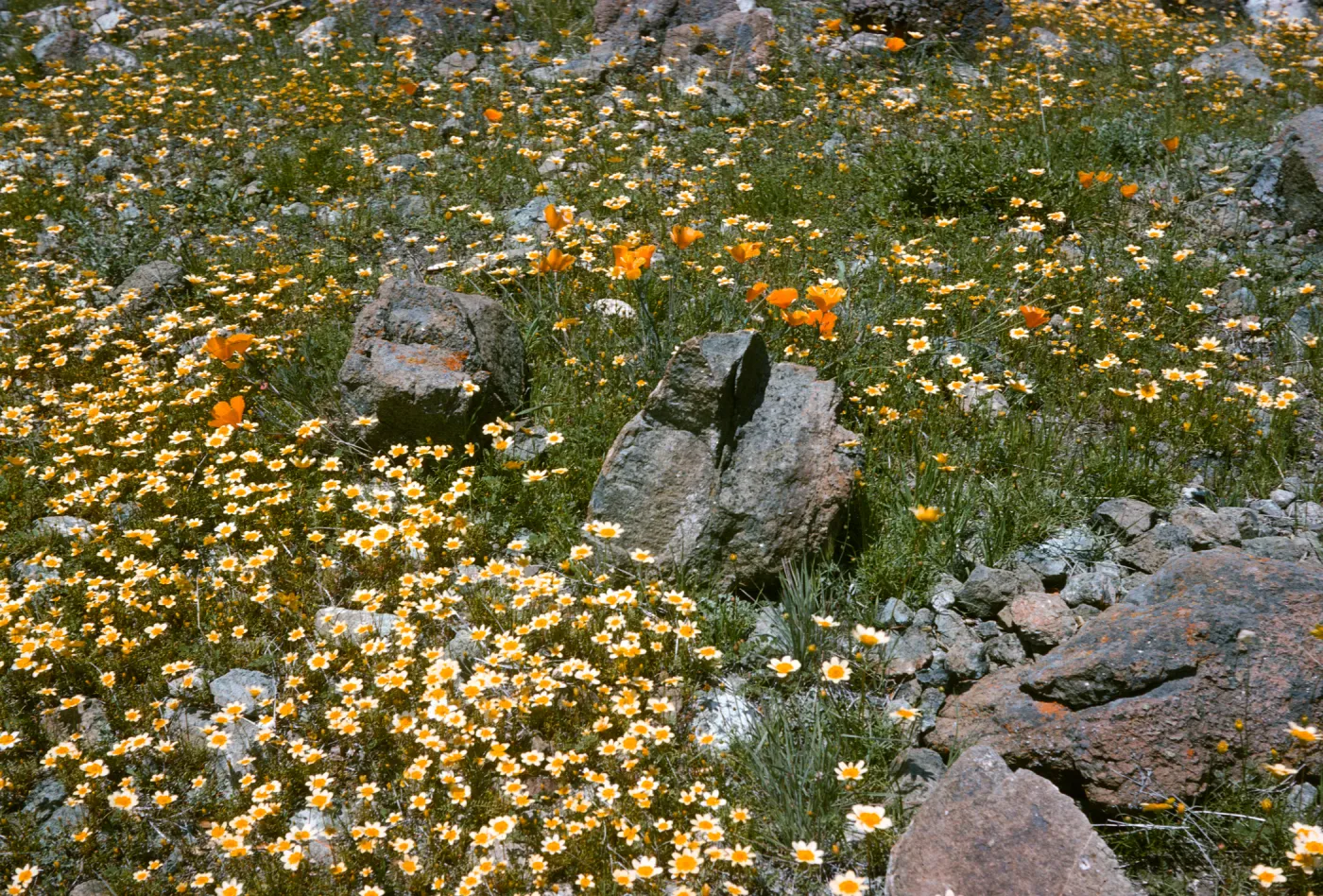 De la Guerra Springs, wildflowers