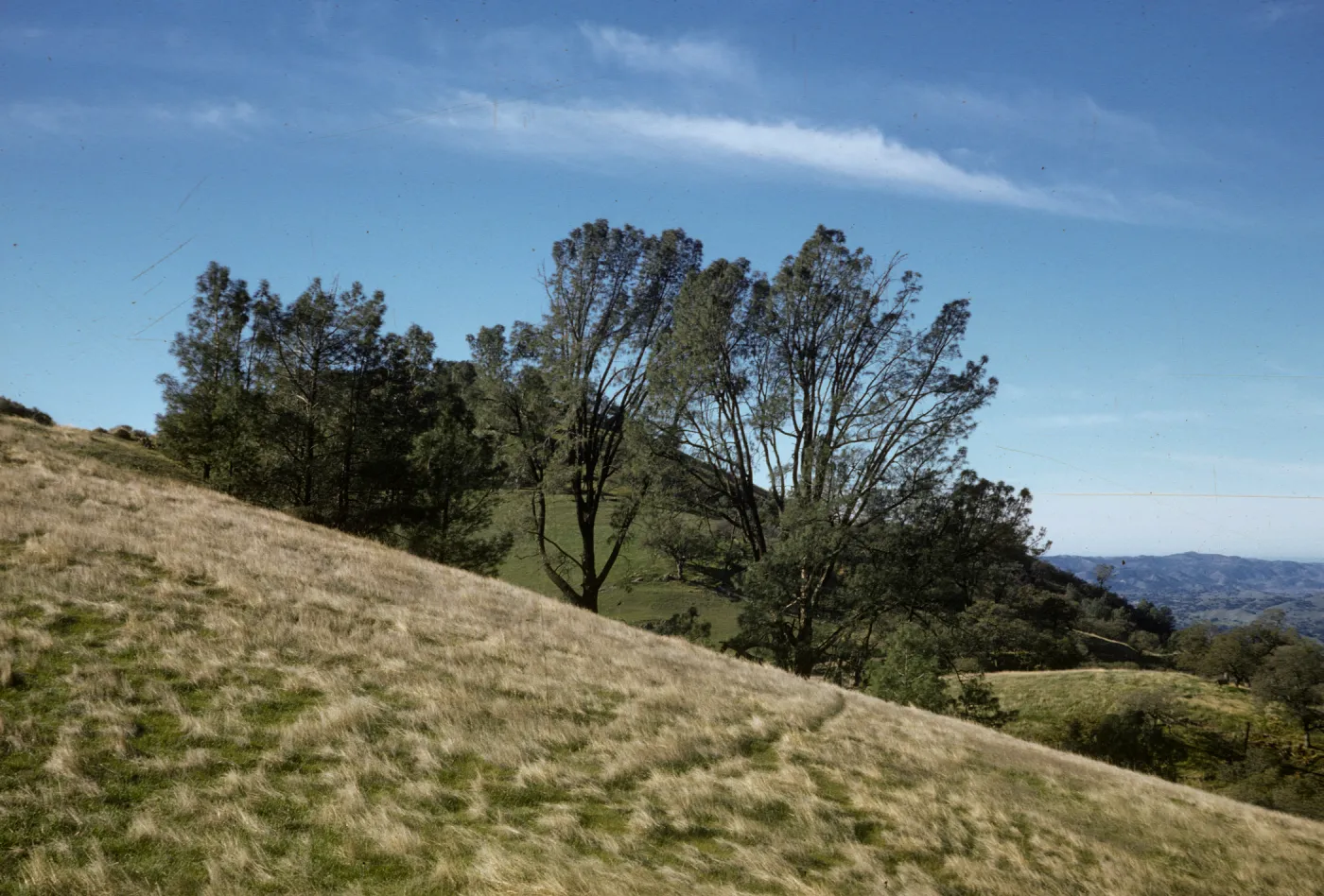 Figueroa Mountain, Pinus sabiniana and grassy slope