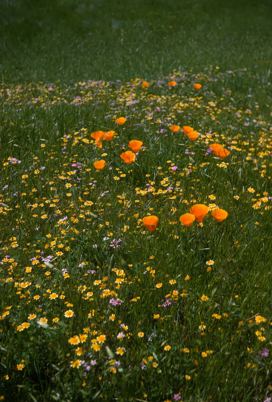 De la Guerra Spring, Figueroa Mountain, wildflowers