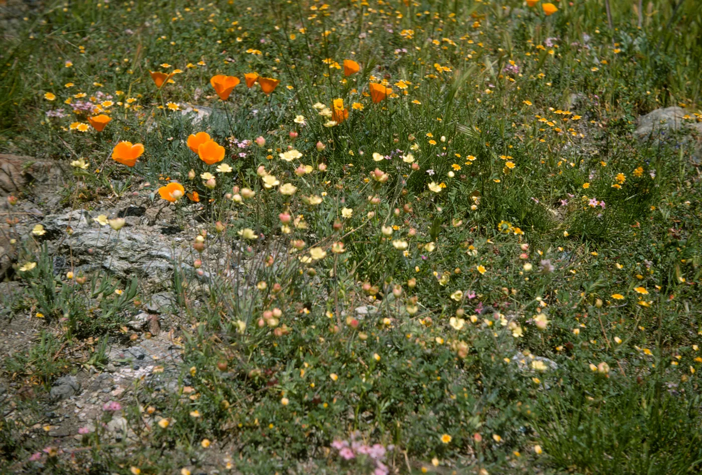 De la Guerra Spring wildflowers