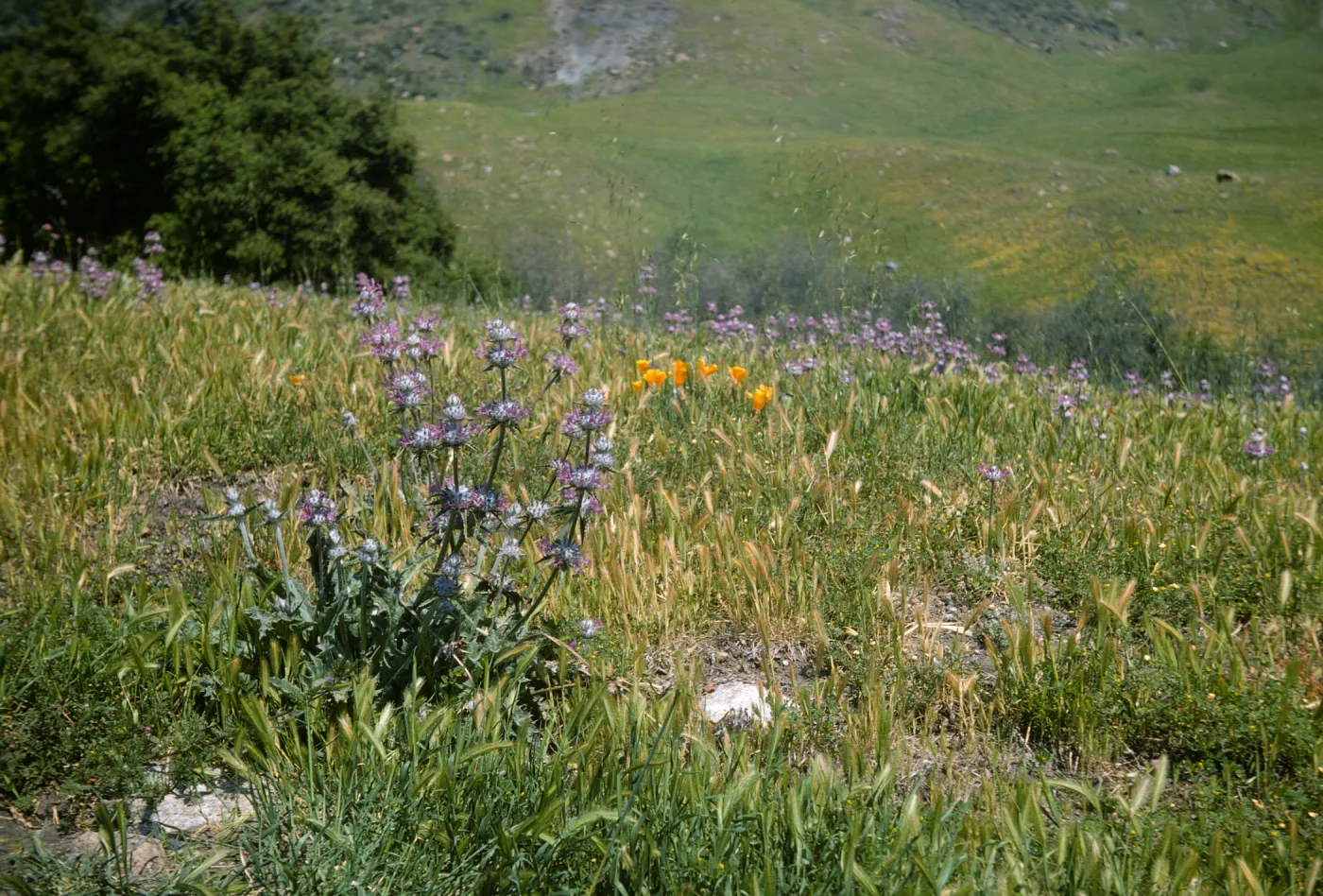 De la Guerra Spring wildflowers