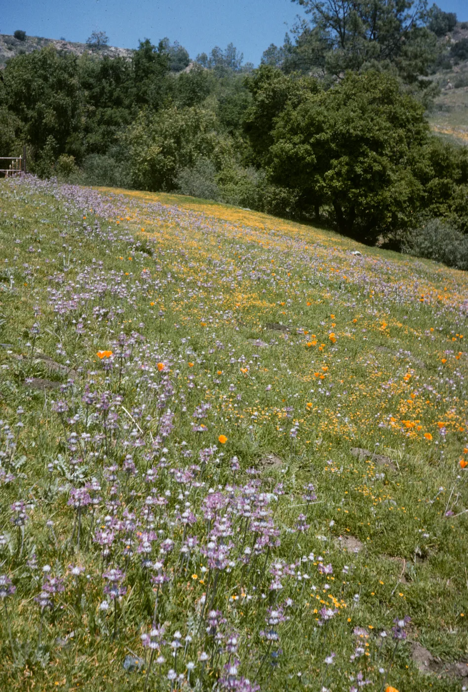 De la Guerra Spring wildflowers