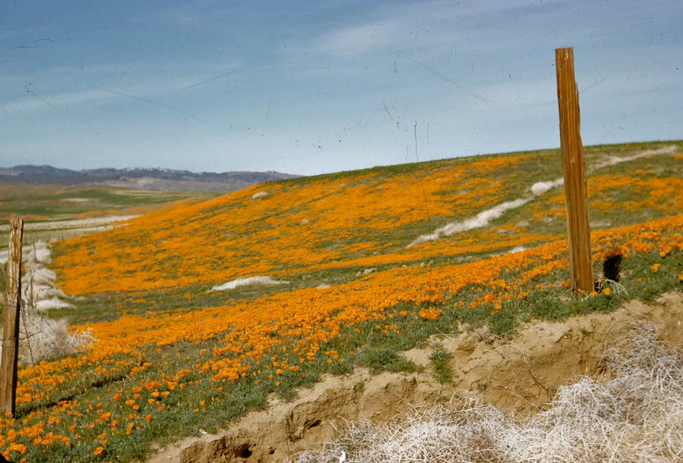 field of poppies, Eschscholzia californica, wildflowers, Antelope Valley