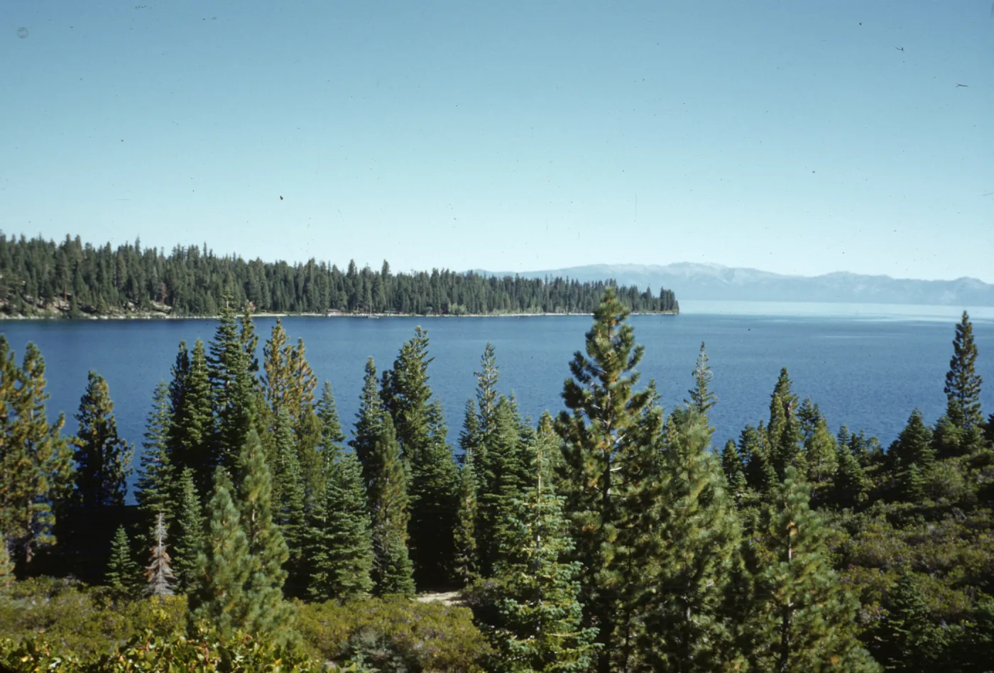 Meeks Bay, Lake Tahoe, conifer forest, 9:15 am