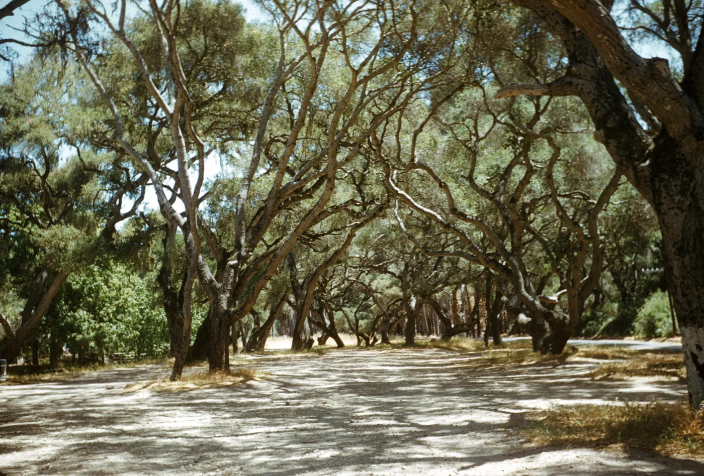 Quercus agrifolia grove, coast live oak trees, Miguelito Park, Lompoc