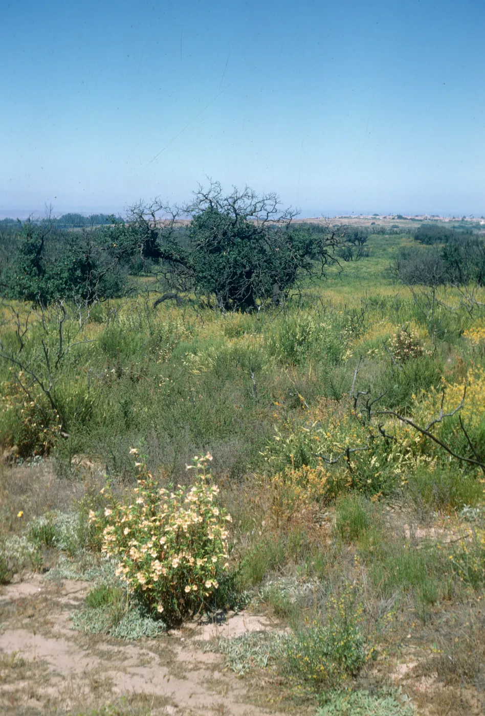 Lompoc Hills