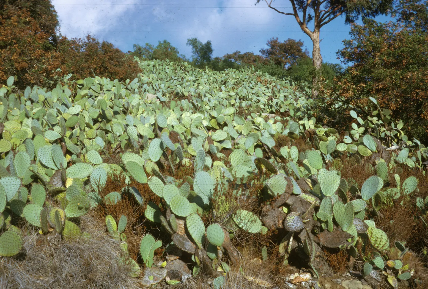 slope covered with Opuntia prickly pear cactus, Las Tunas road