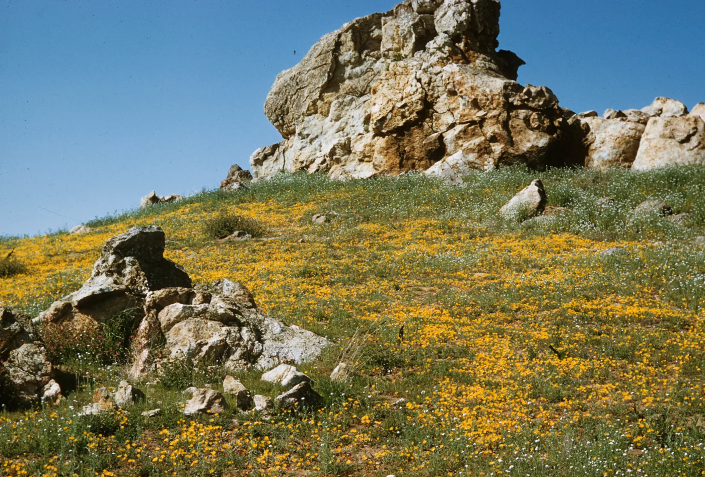 wildflowers, rock outcrop, south of Hemet, Oenothera bistorta