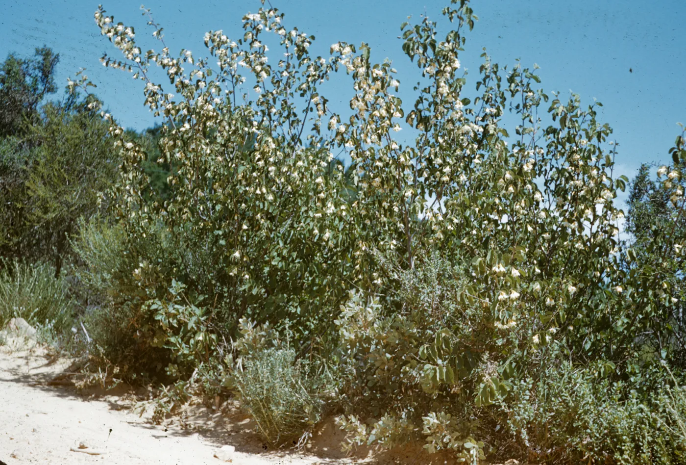 Camono Cielo (west)