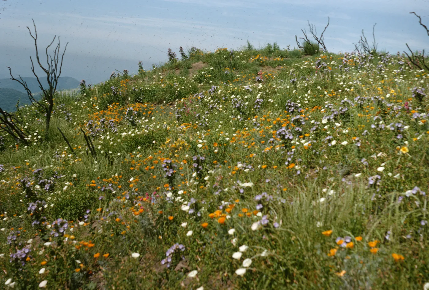 San Marcos Pass