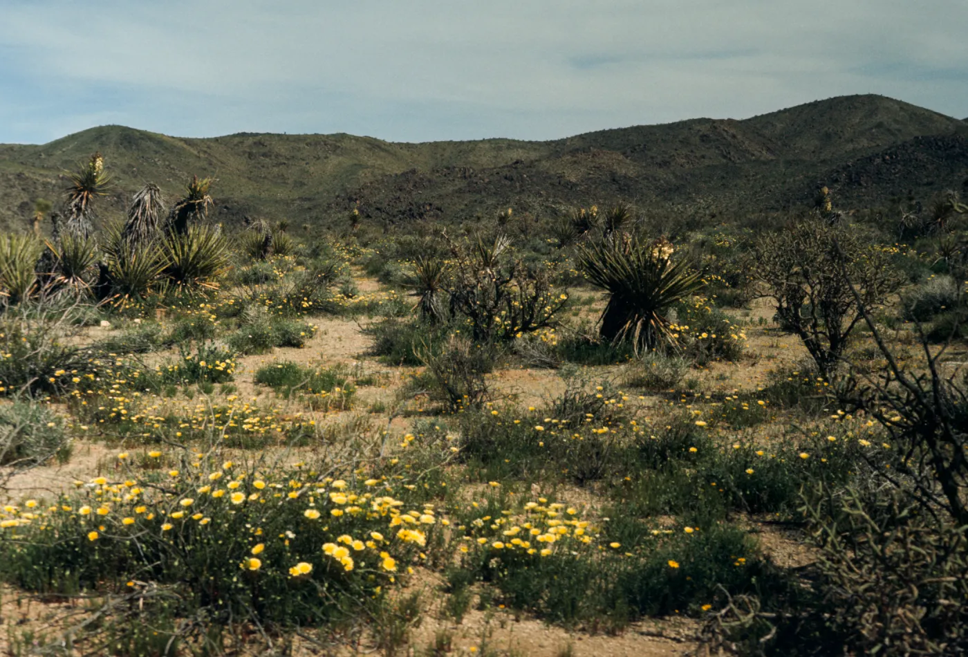 Joshua Tree National Monument