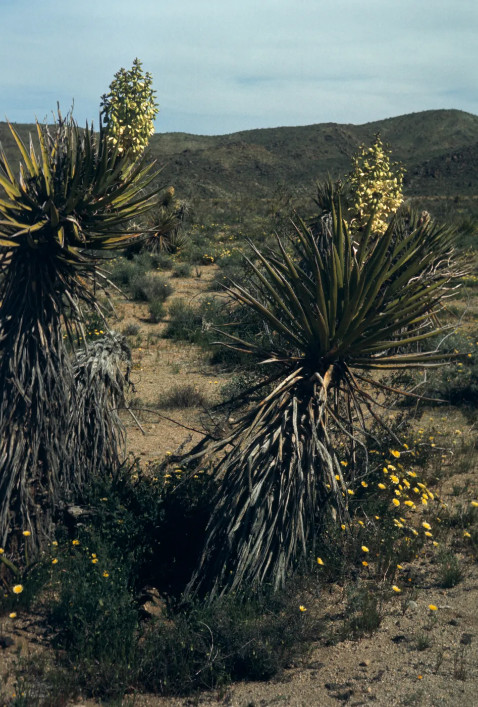 Joshua Tree National Monument