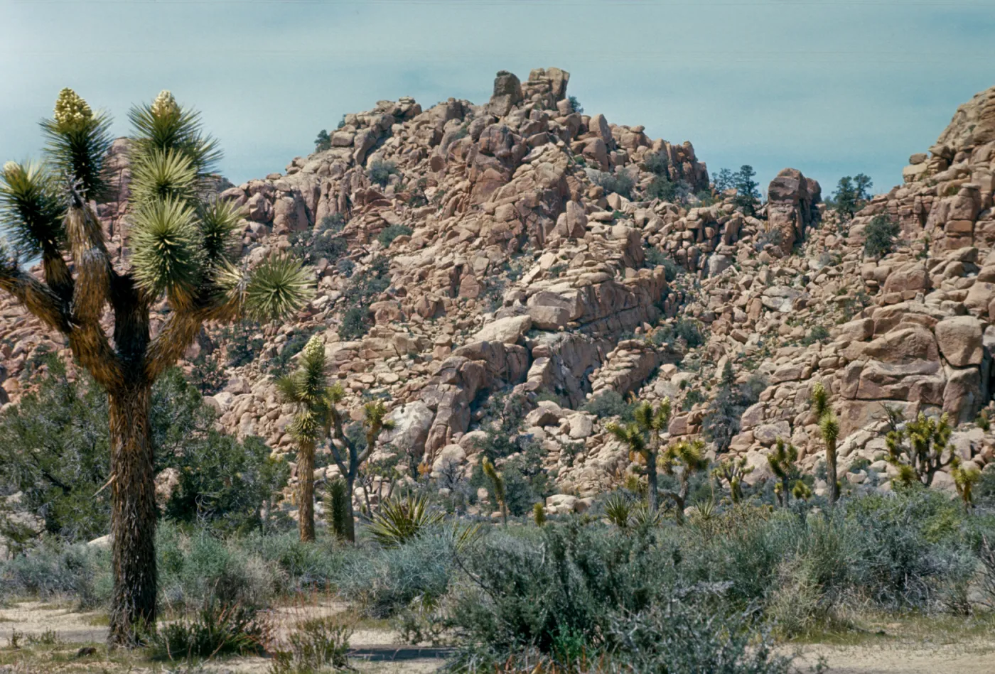Joshua Tree N.M. ,Hidden Valley