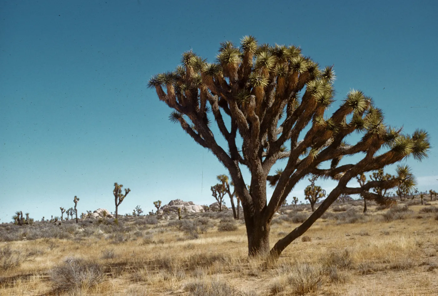 Joshua tree, Joshua Tree National Monument