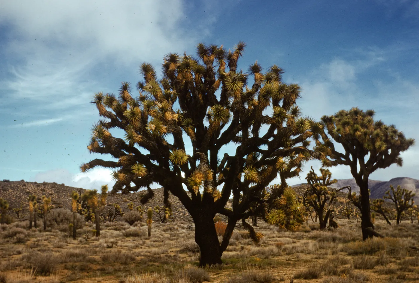 Joshua Tree national Monument