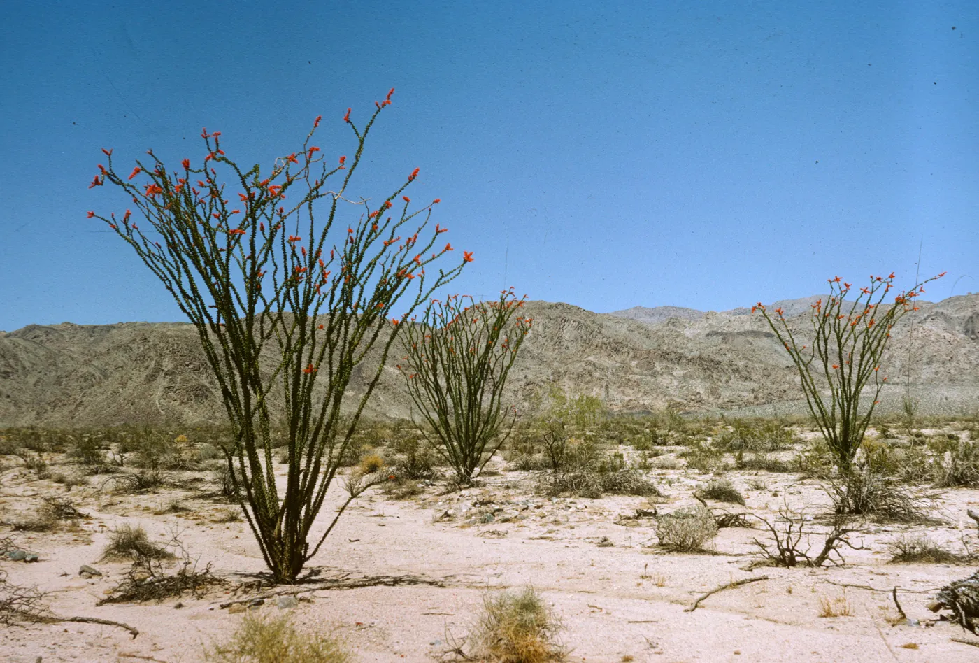 Ocotillo, Fouquieria splendens habitat, south entrance to Joshua Tree National Monument, South Entrance