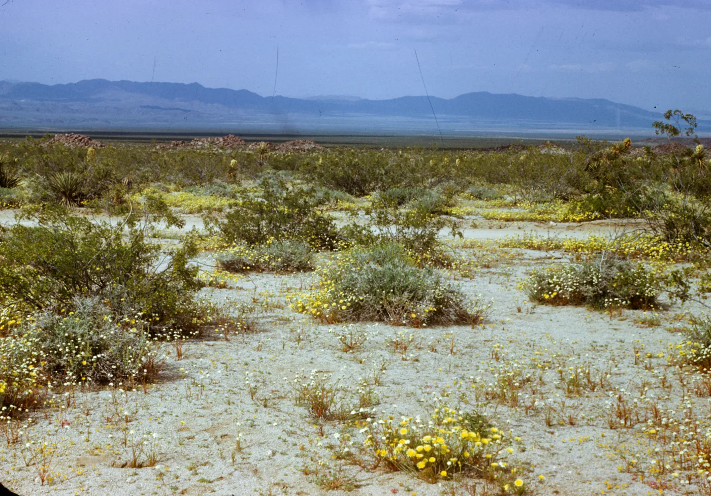 Joshua Tree National Monument, Pinto Basin