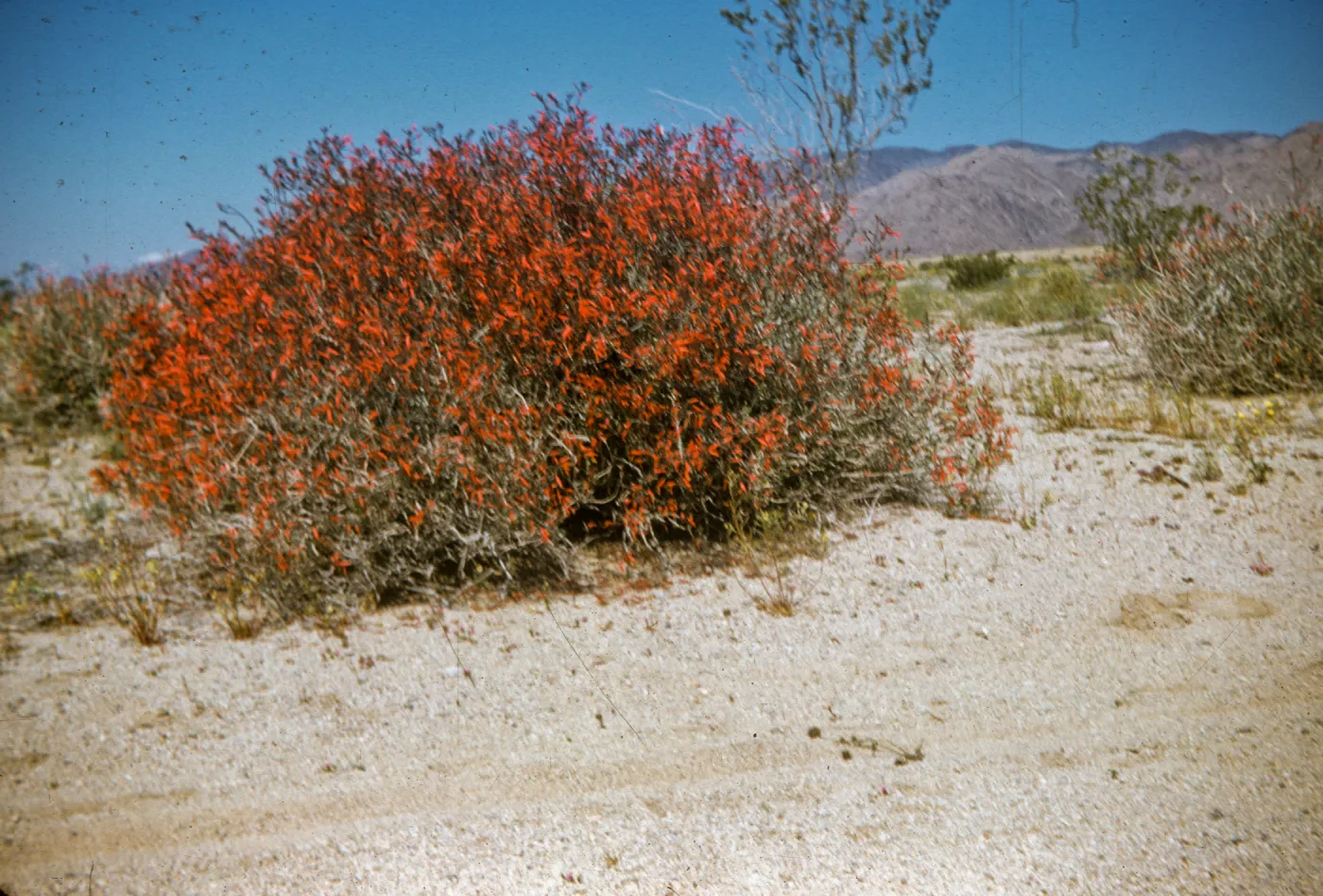 Joshua Tree National Monument, entrance