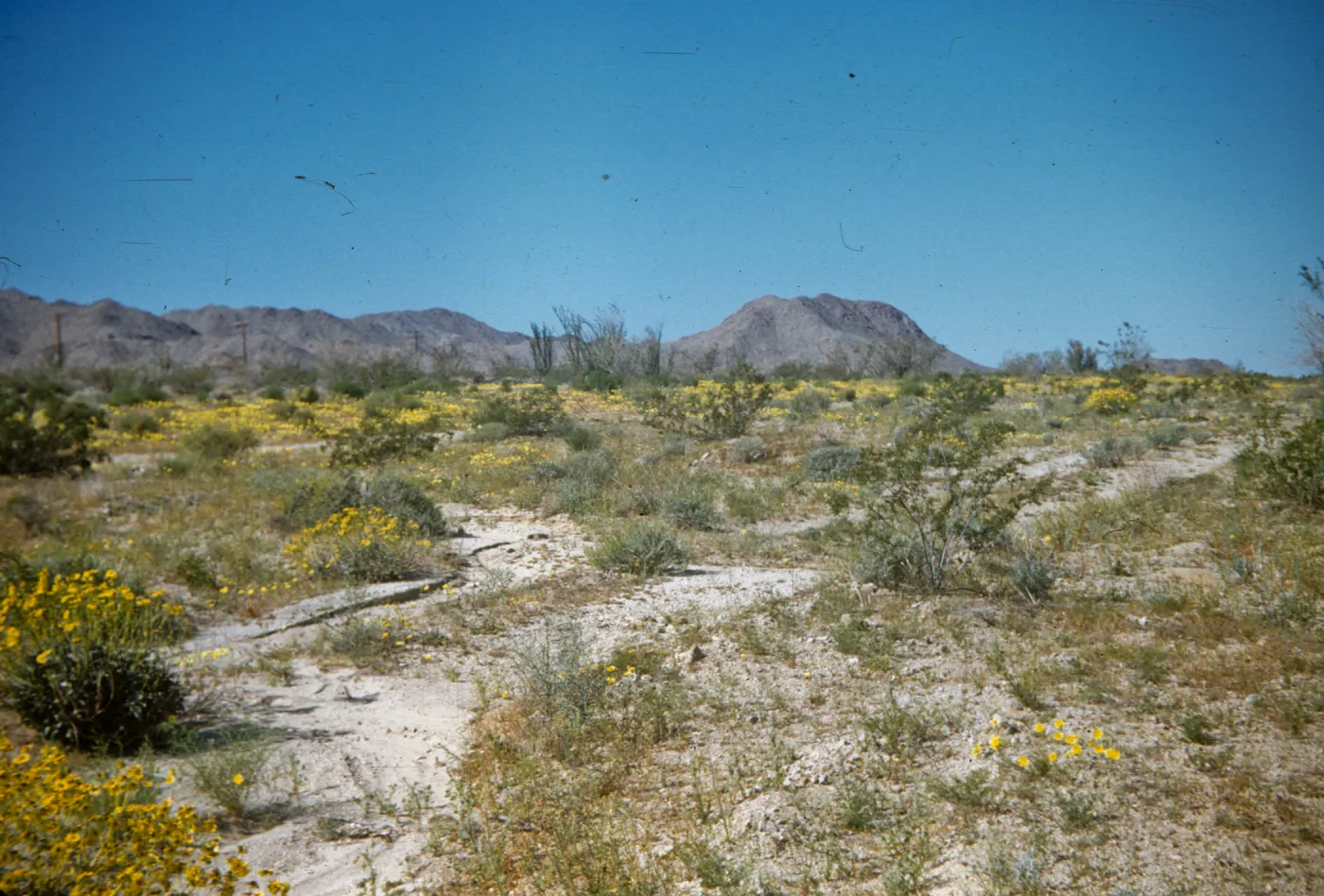 Joshua Tree National Monument, south entrance