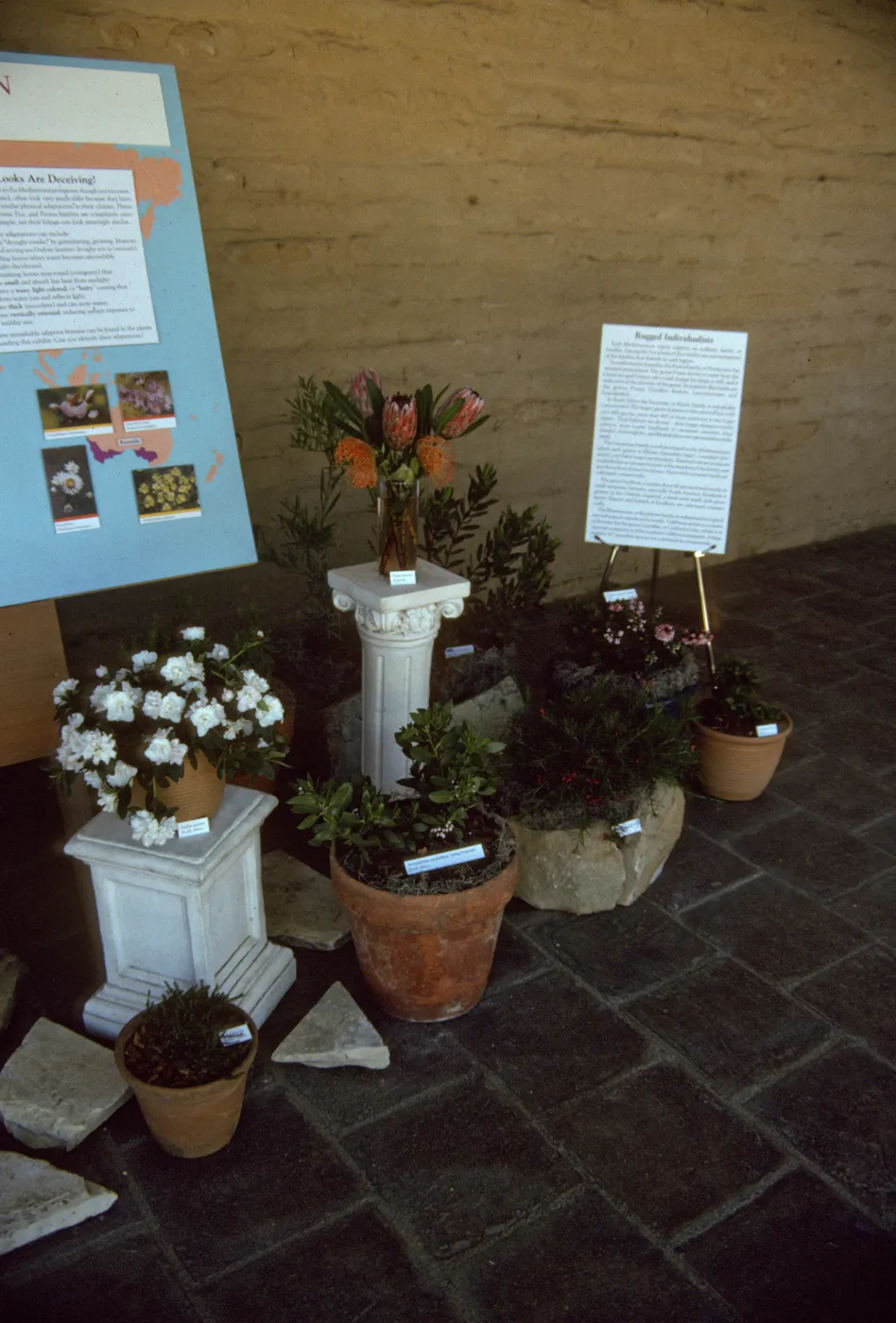 'The Global Garden: A Mediterranean Perspective', Garden Club exhibit, 1991