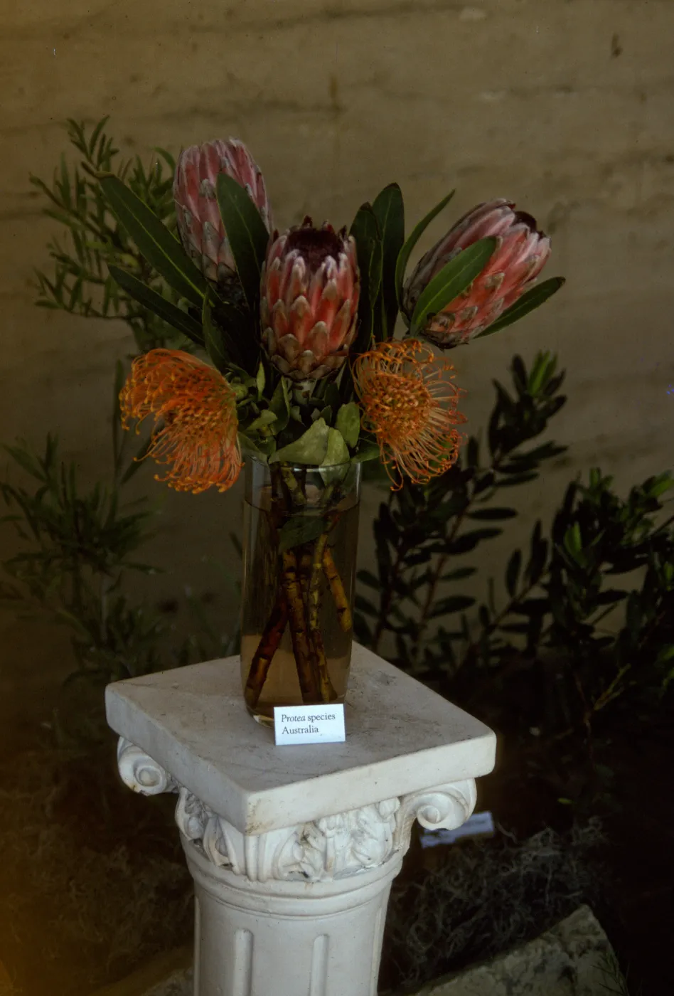 'The Global Garden: A Mediterranean Perspective', Garden Club exhibit, 1991