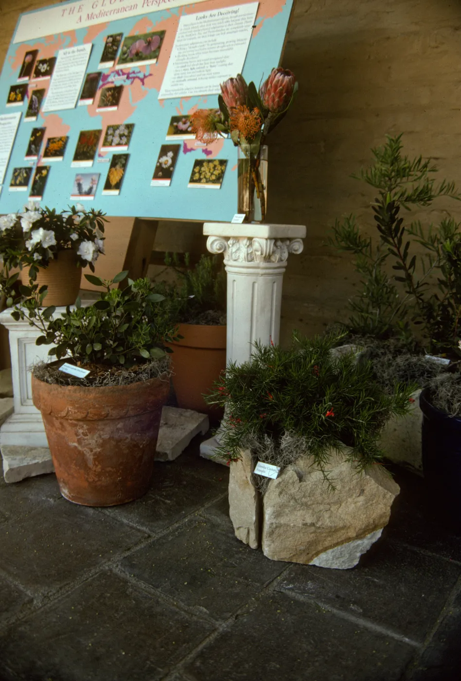 'The Global Garden: A Mediterranean Perspective', Garden Club exhibit, 1991