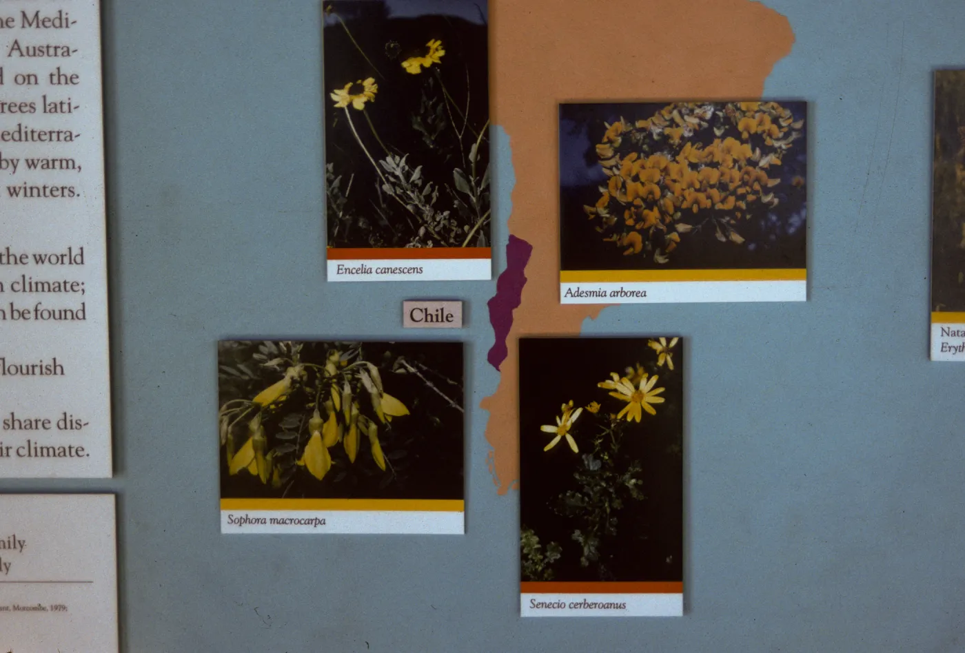 'The Global Garden: A Mediterranean Perspective', Garden Club exhibit, 1991