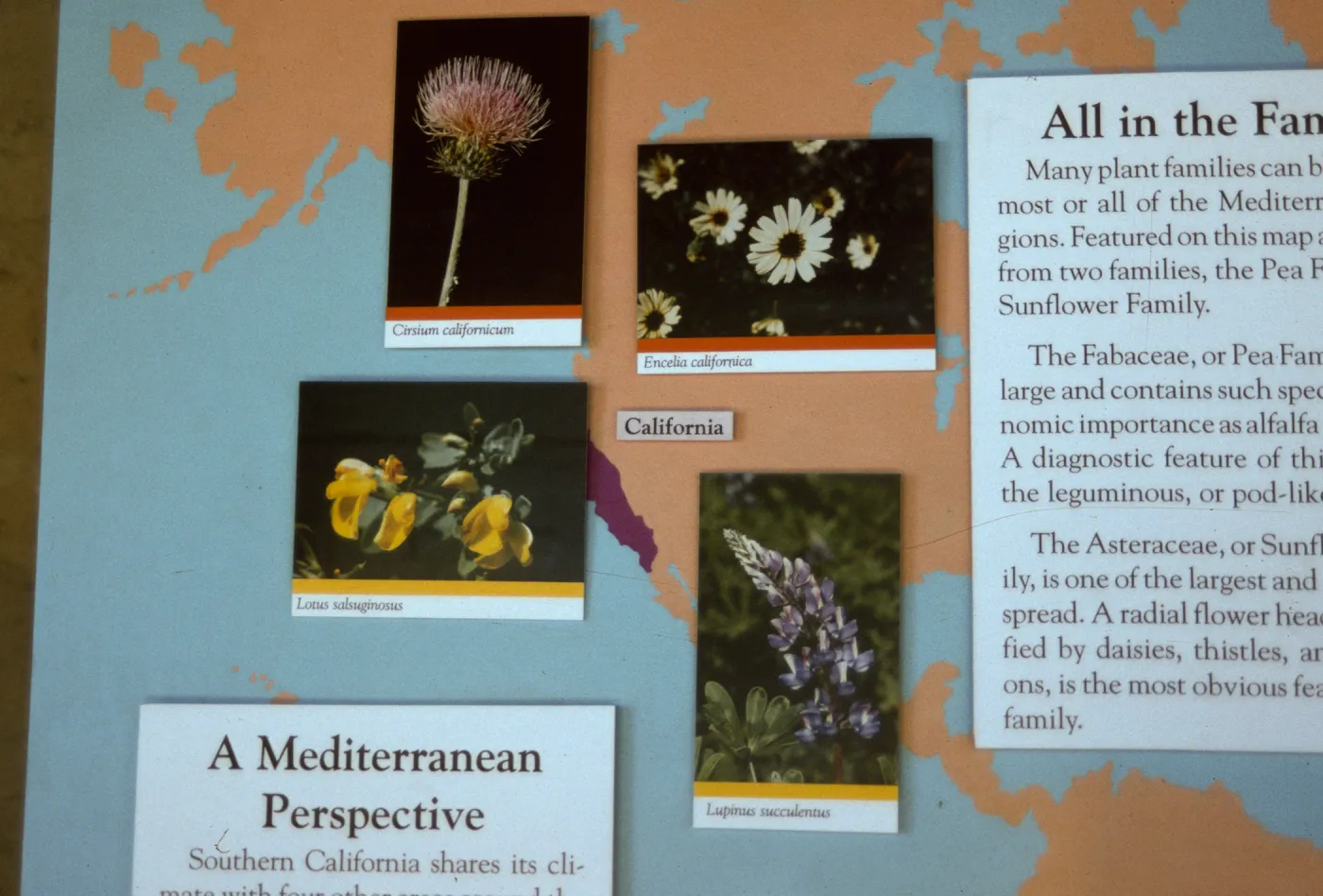 'The Global Garden: A Mediterranean Perspective', Garden Club exhibit, 1991