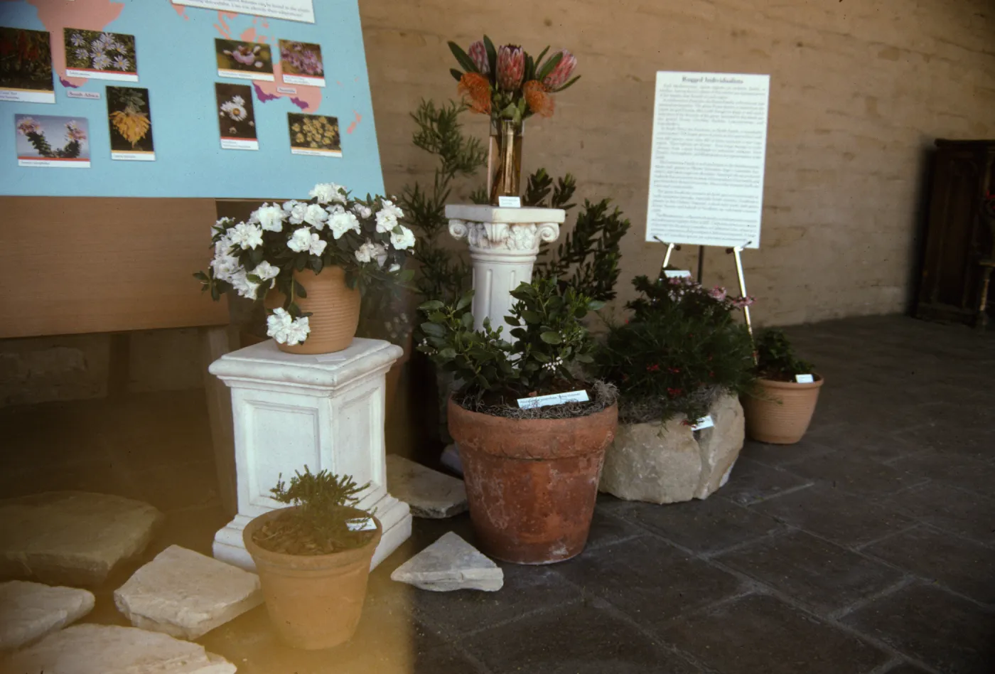 'The Global Garden: A Mediterranean Perspective', Garden Club exhibit, 1991