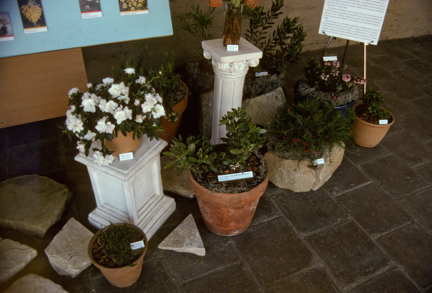 'The Global Garden: A Mediterranean Perspective', Garden Club exhibit, 1991