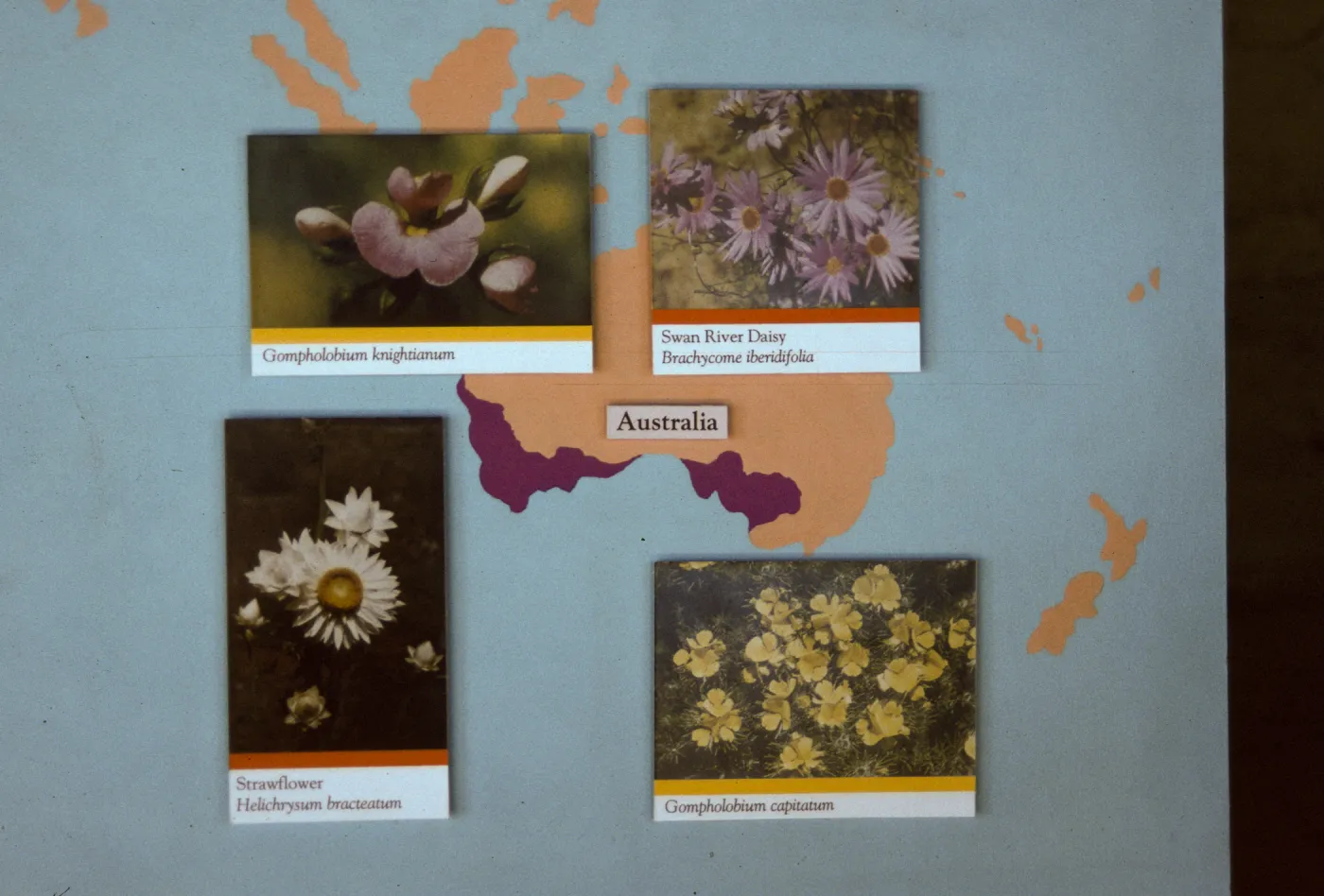 'The Global Garden: A Mediterranean Perspective', Garden Club exhibit, 1991