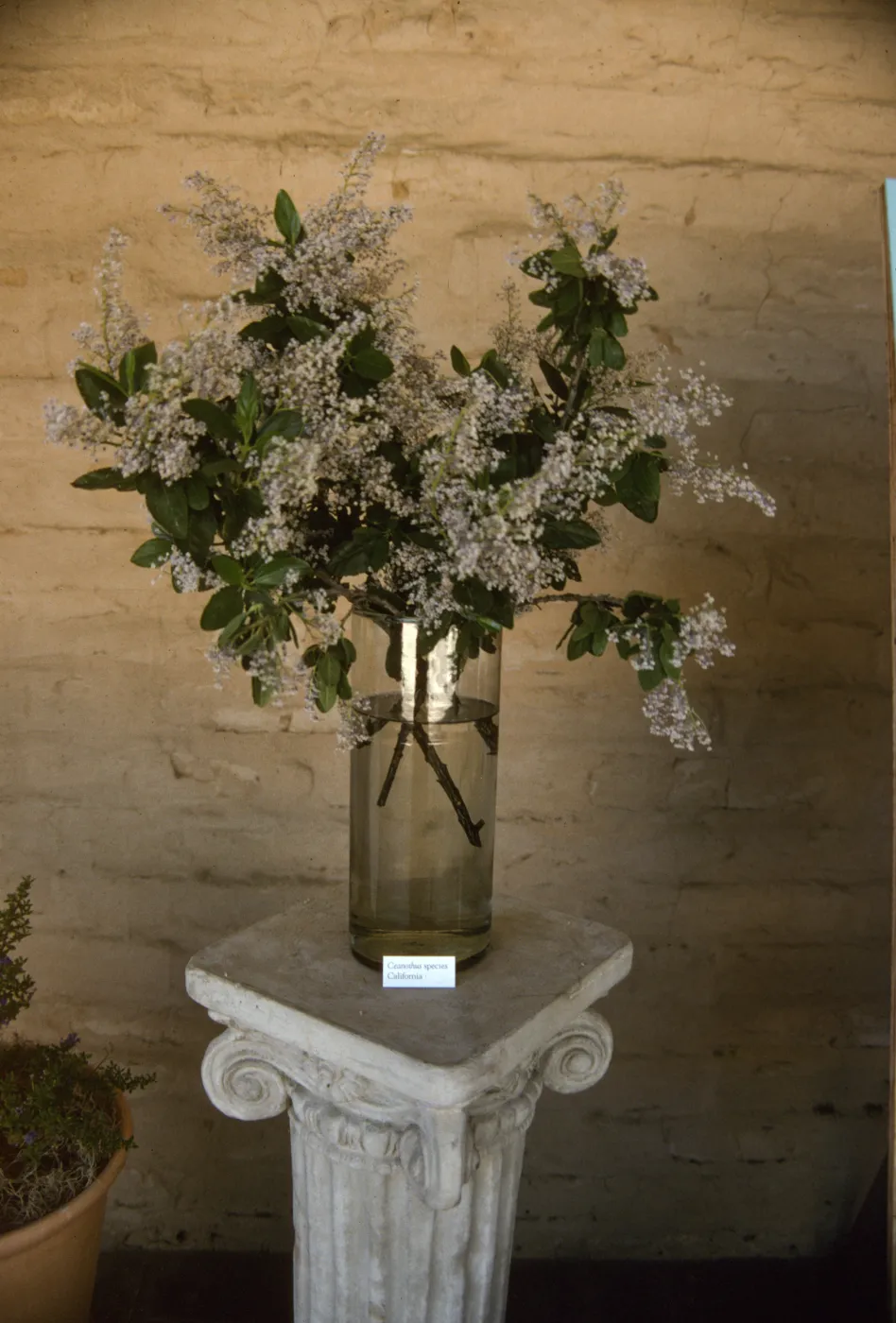 'The Global Garden: A Mediterranean Perspective', Garden Club exhibit, 1991