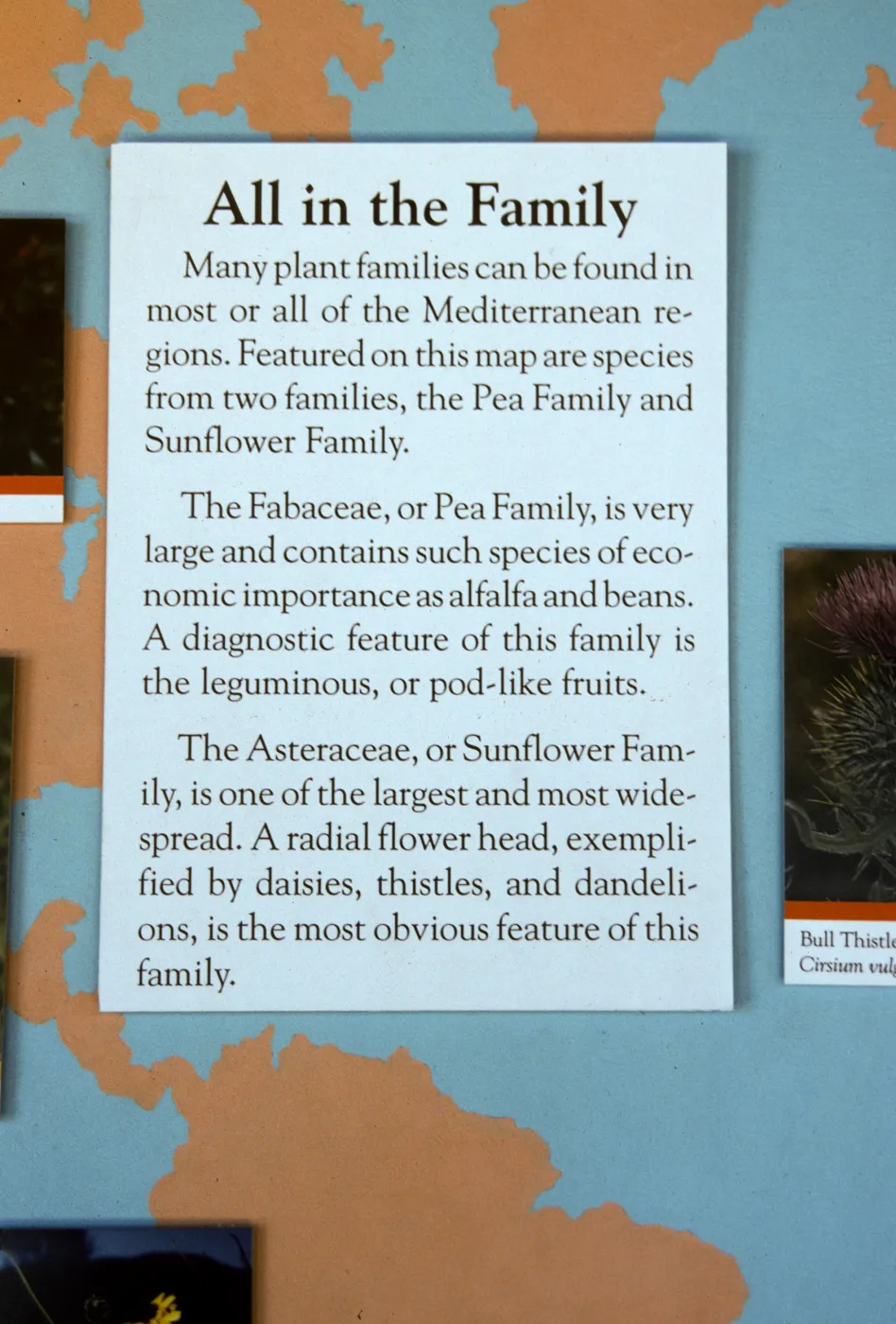 'The Global Garden: A Mediterranean Perspective', Garden Club exhibit, 1991