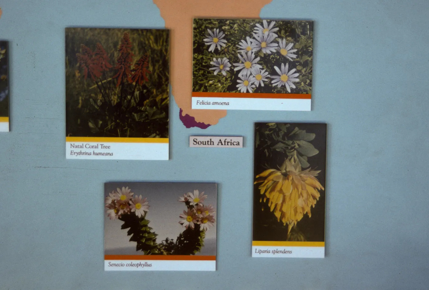 'The Global Garden: A Mediterranean Perspective', Garden Club exhibit, 1991