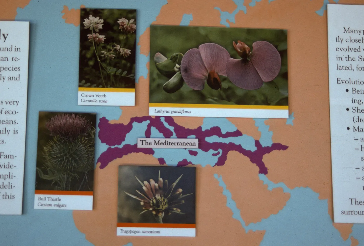 'The Global Garden: A Mediterranean Perspective', Garden Club exhibit, 1991