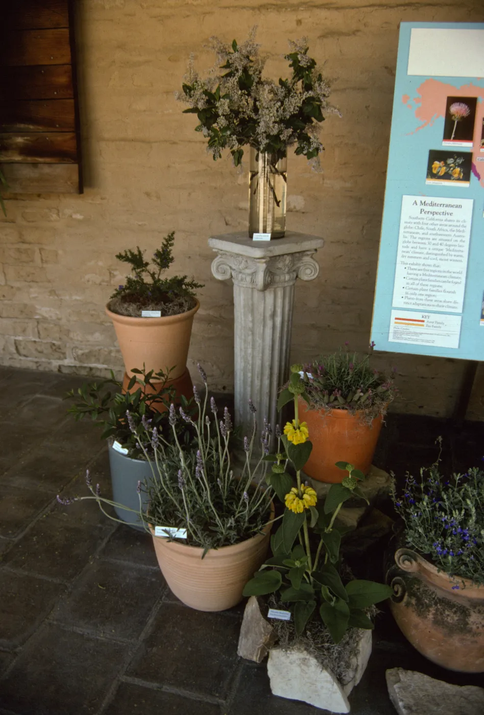 'The Global Garden: A Mediterranean Perspective', Garden Club exhibit, 1991