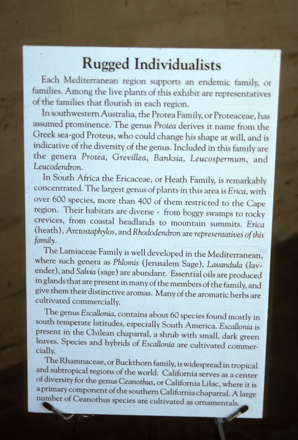 'The Global Garden: A Mediterranean Perspective', Garden Club exhibit, 1991