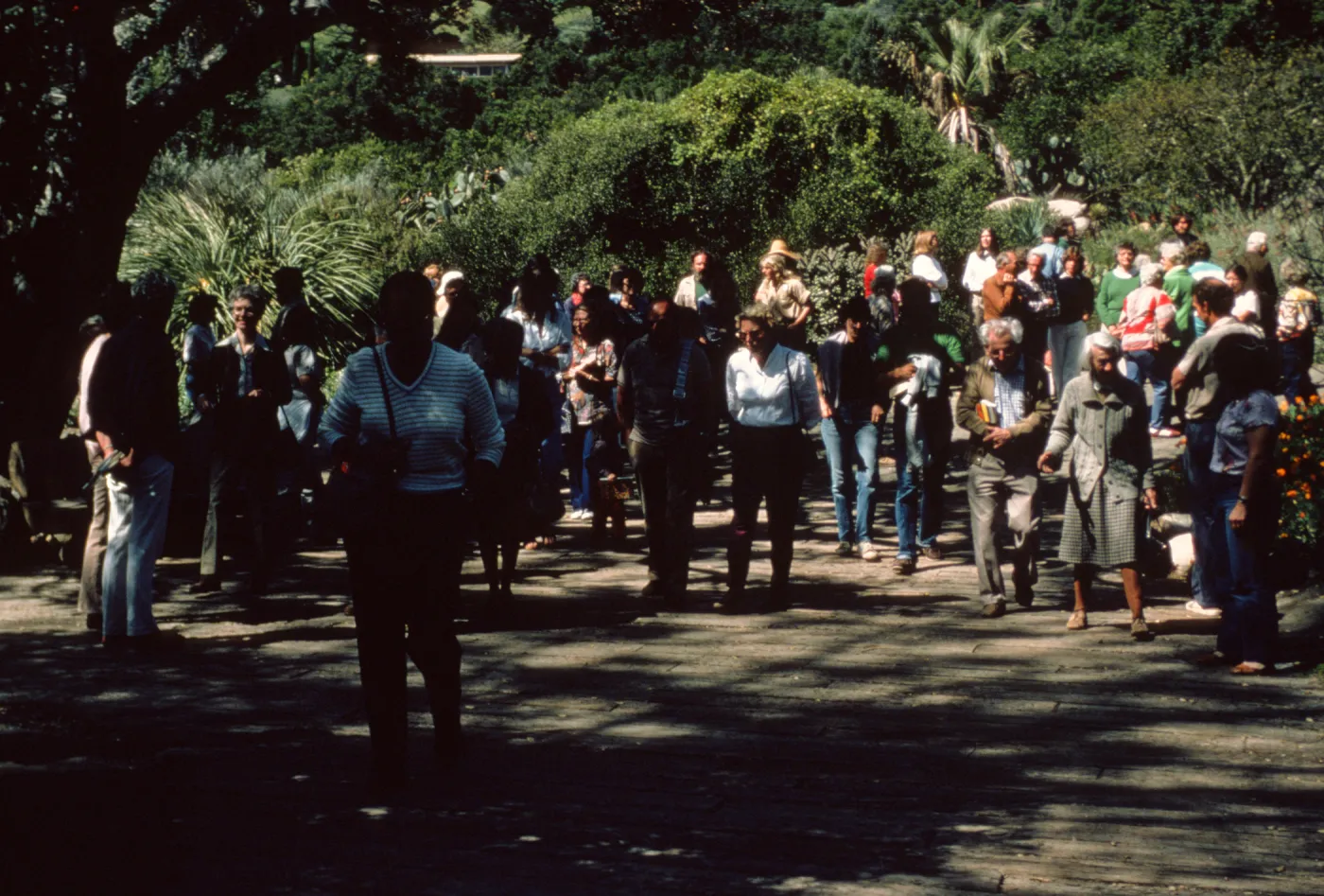 beginning of 'Ceanothus Walk', 1983