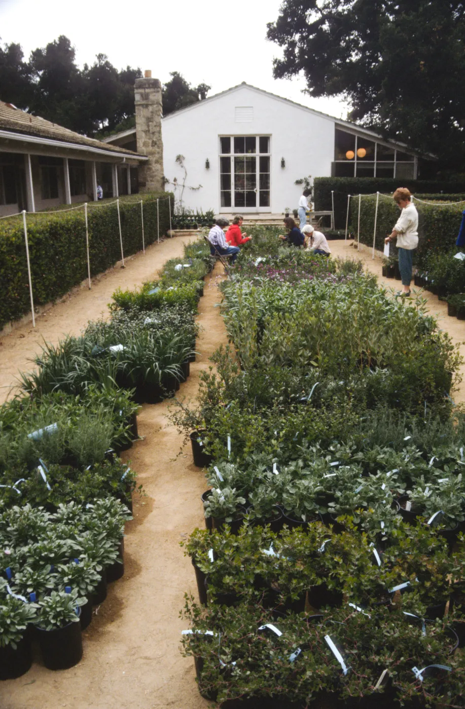 SBBG Fall Plant Sale, 1992