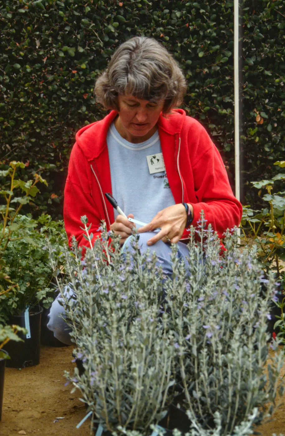 SBBG Fall Plant Sale, 1992