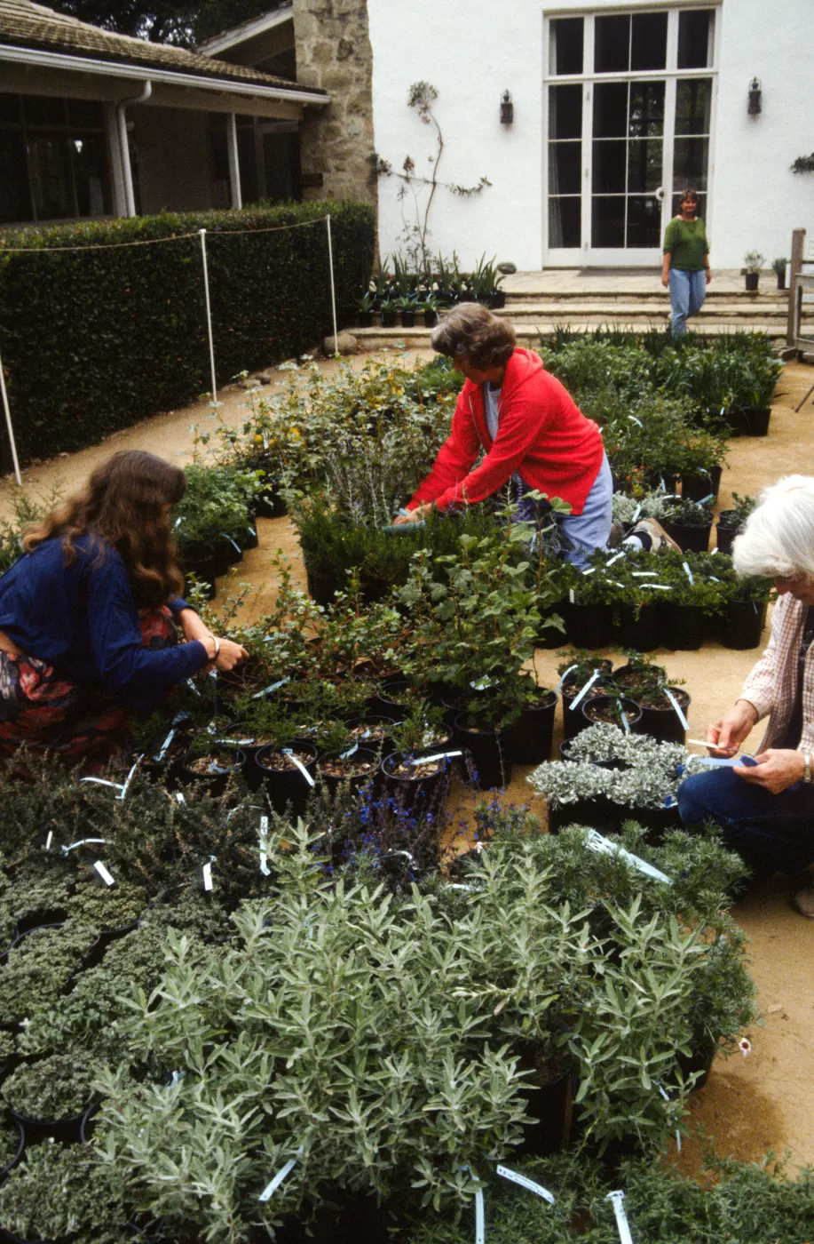 SBBG Fall Plant Sale, 1992