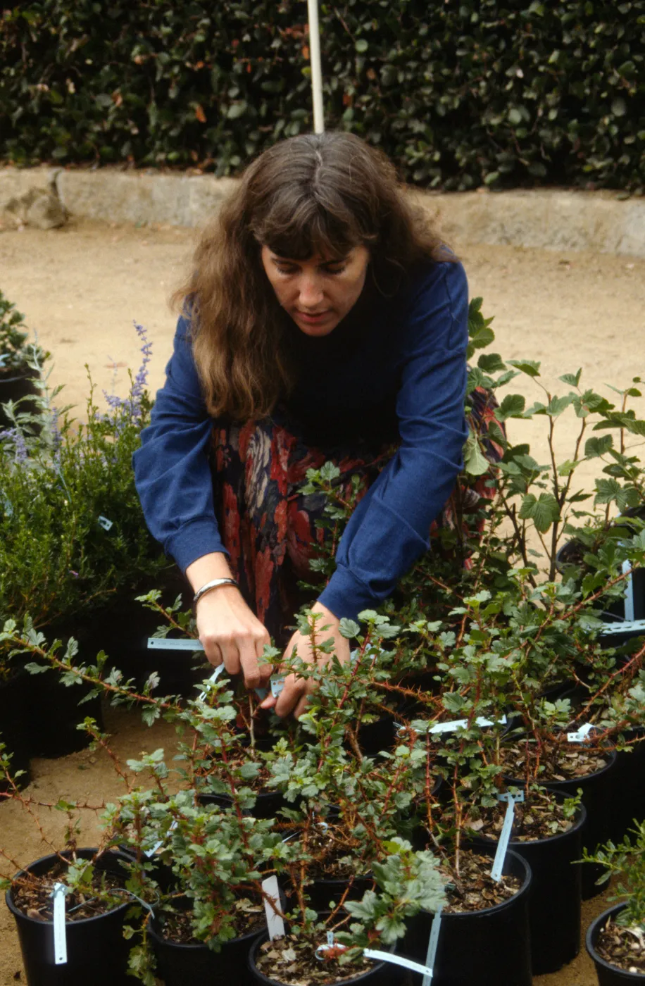SBBG Fall Plant Sale, 1992
