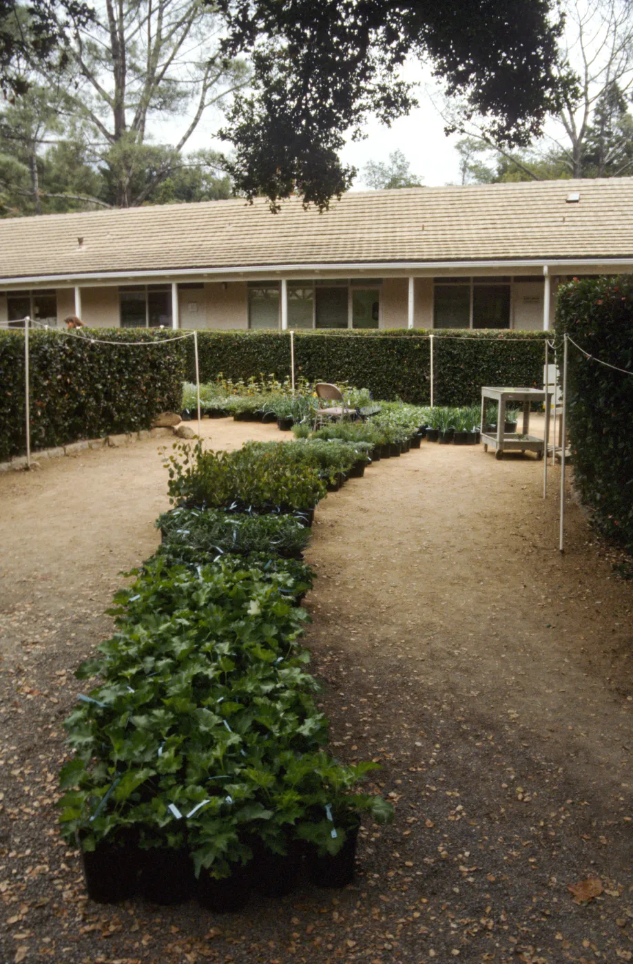 SBBG Fall Plant Sale, 1992