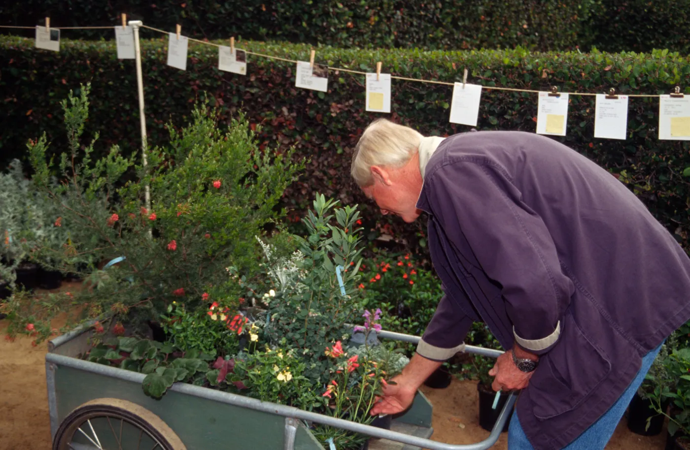 SBBG Fall Plant Sale, 1995