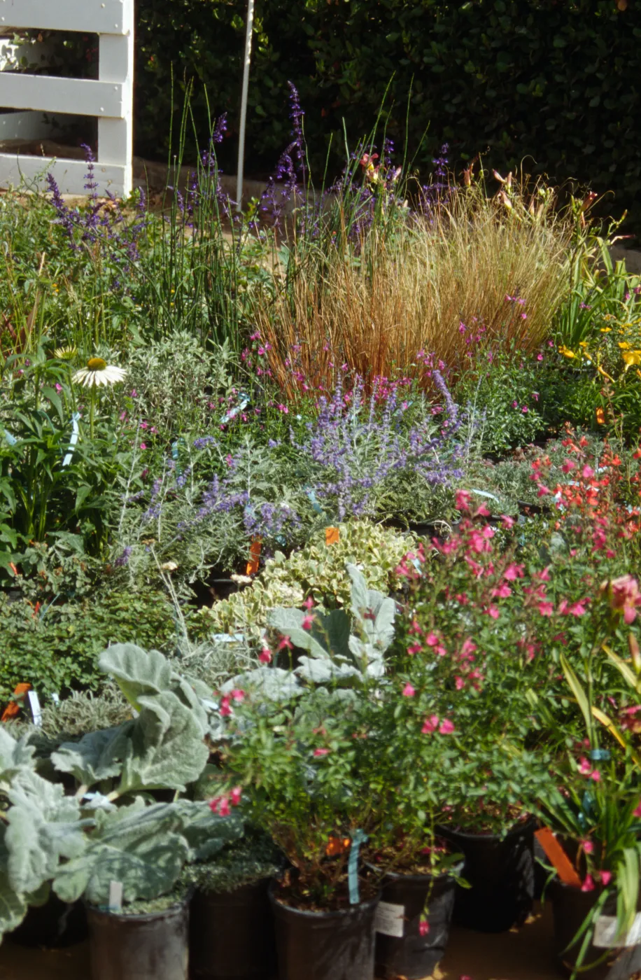 SBBG Fall Plant Sale, 1996