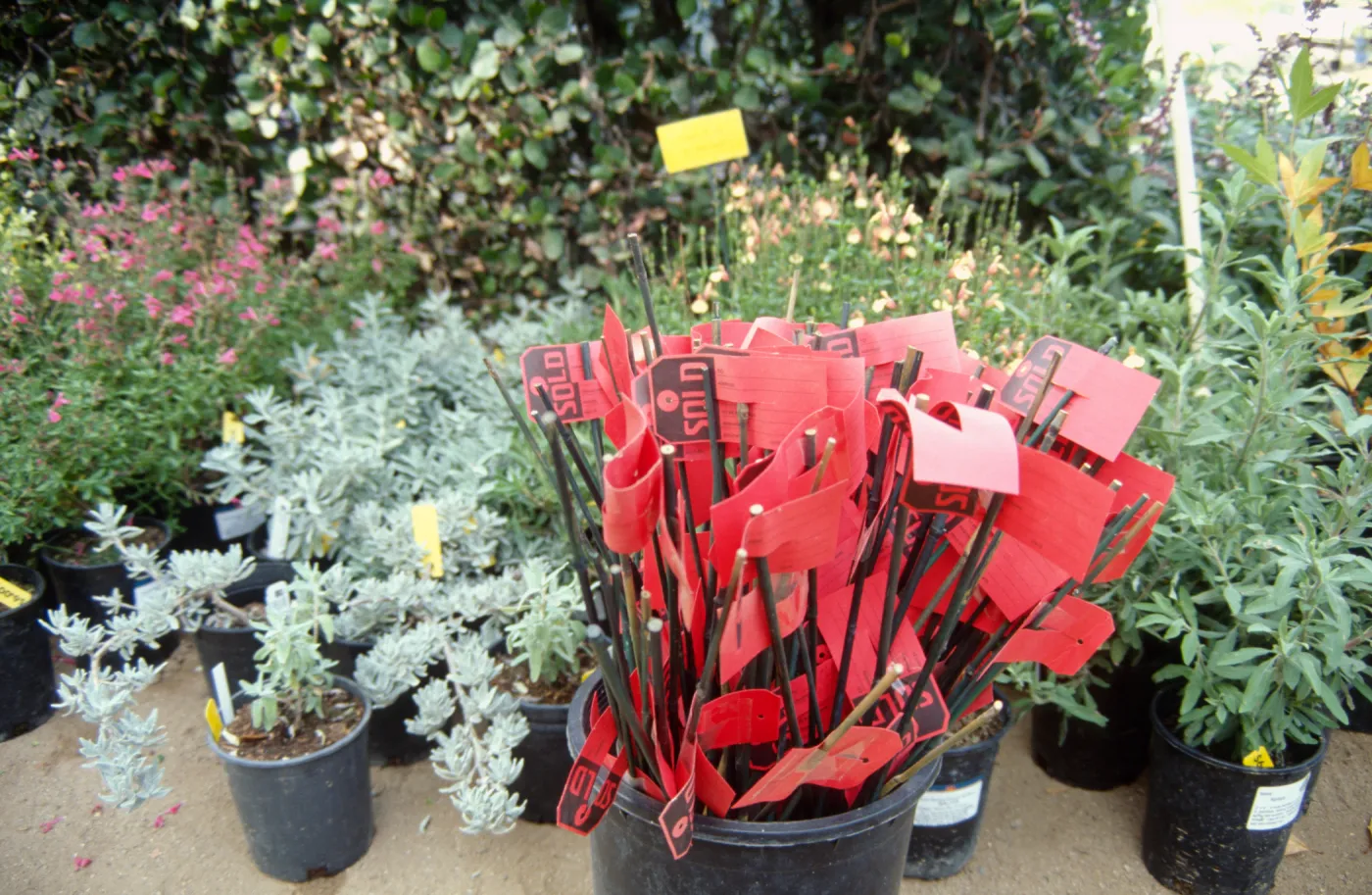 Fall Plant Sale, 2000