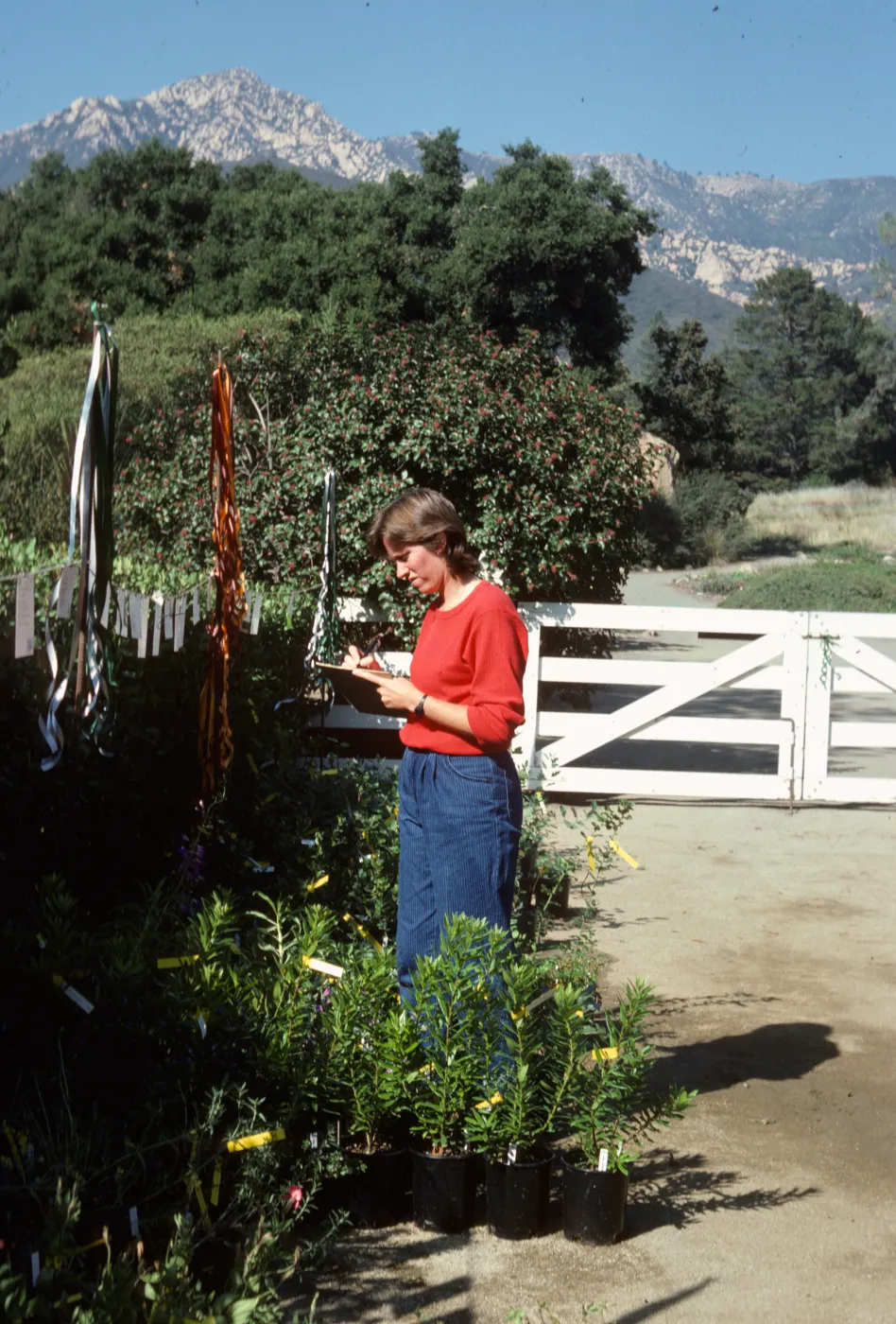Fall Plant Sale, 1985
