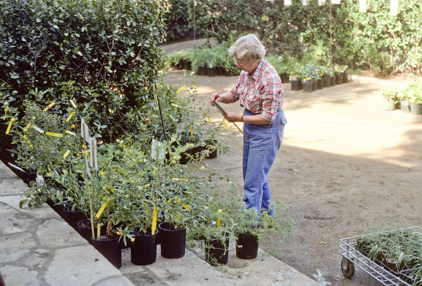 Fall Plant Sale, 1985
